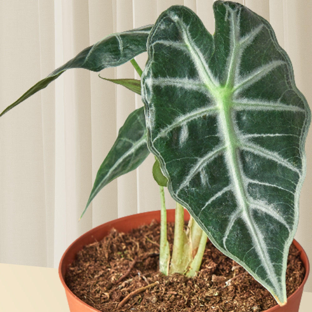 alocasia bambino