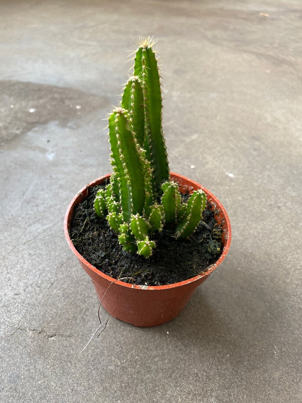 The Fairy Castle Cactus