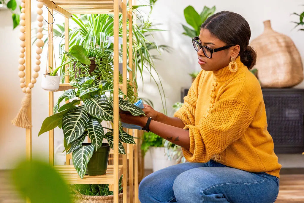 Avoiding Common Mistakes When Shopping For Indoor Houseplants