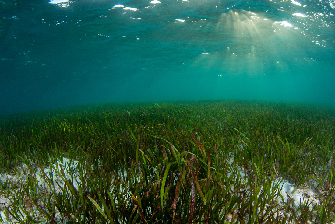 The Wonderful World of Aquatic Plants: A Comparison Between Marine Plants and Houseplants