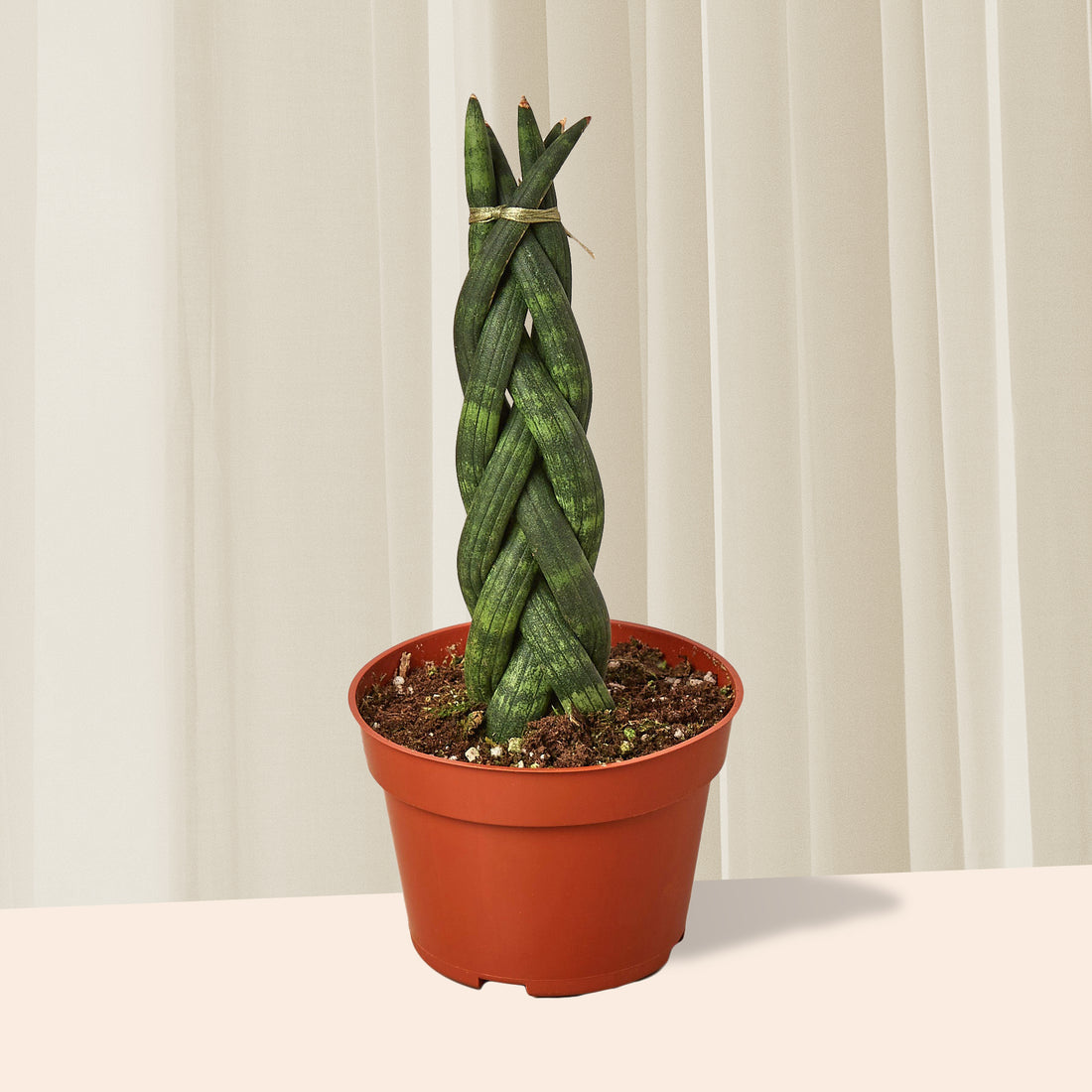 The History and Symbolism of Snake Plants: Fascinating Facts and Folklore