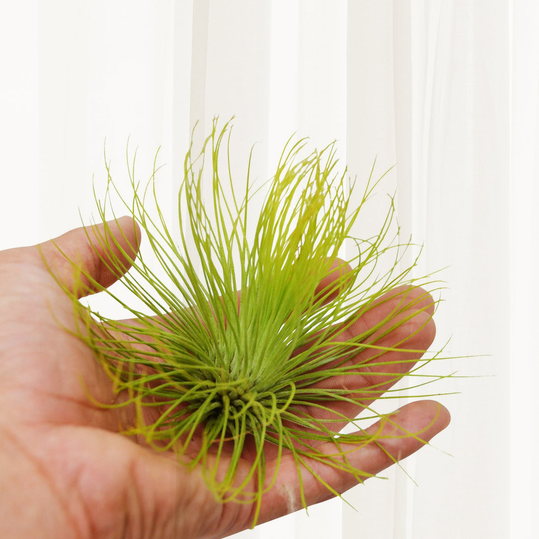 Tillandsia: The Low-Maintenance Plant That Cleans Your Air