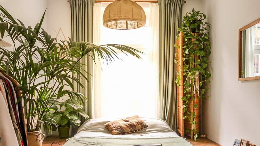 How Many Air Purifying Plants Do You Really Need in Your Room