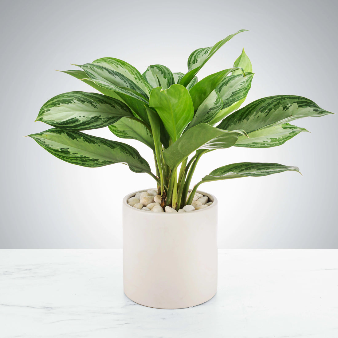 Which Indoor Houseplants are least likely to die?