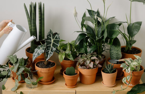 The Benefits of Plants for Mental and Physical Health