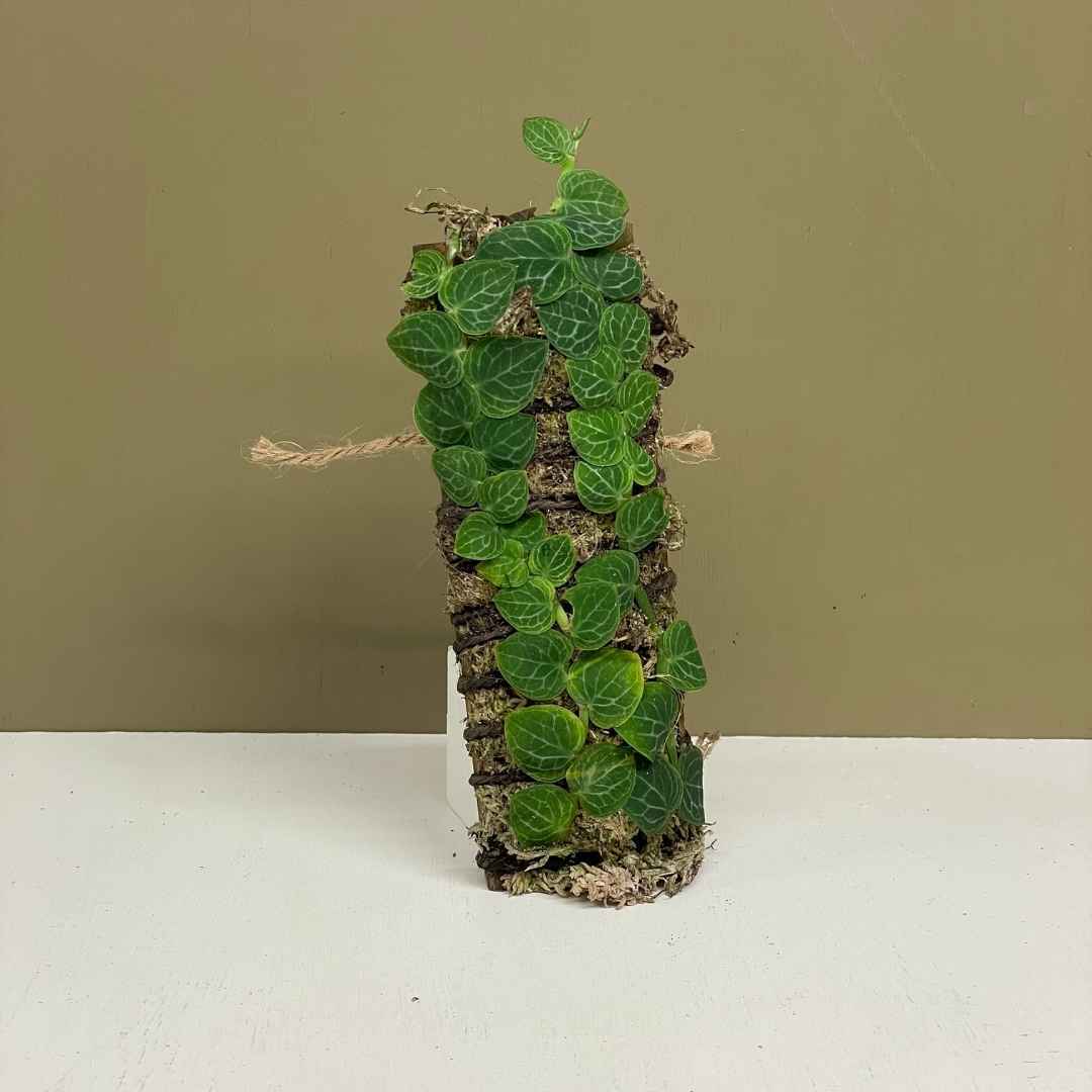 Shingle Plant: Is it the Next Big Thing in Indoor Plant Trends?