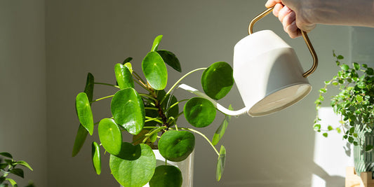 How Often Should You Water Houseplants?