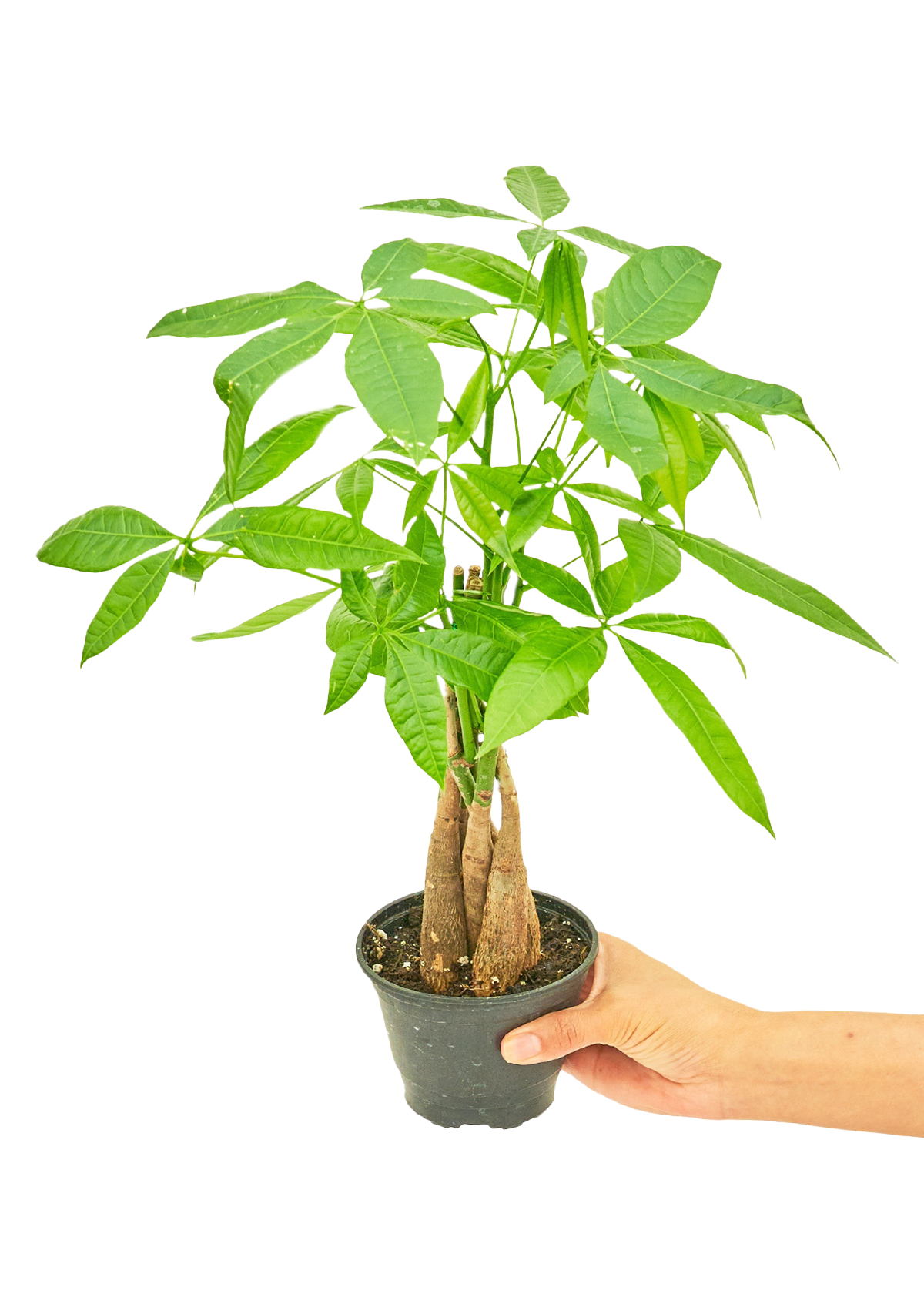 Braided Money Tree