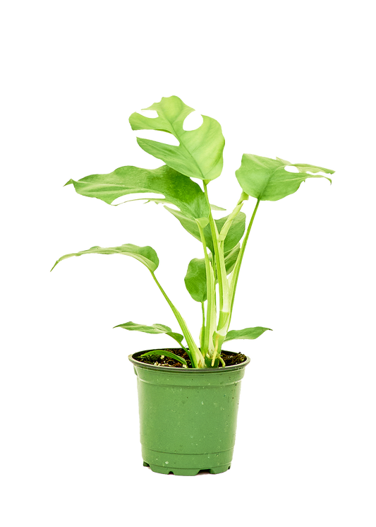 Mini Monstera
