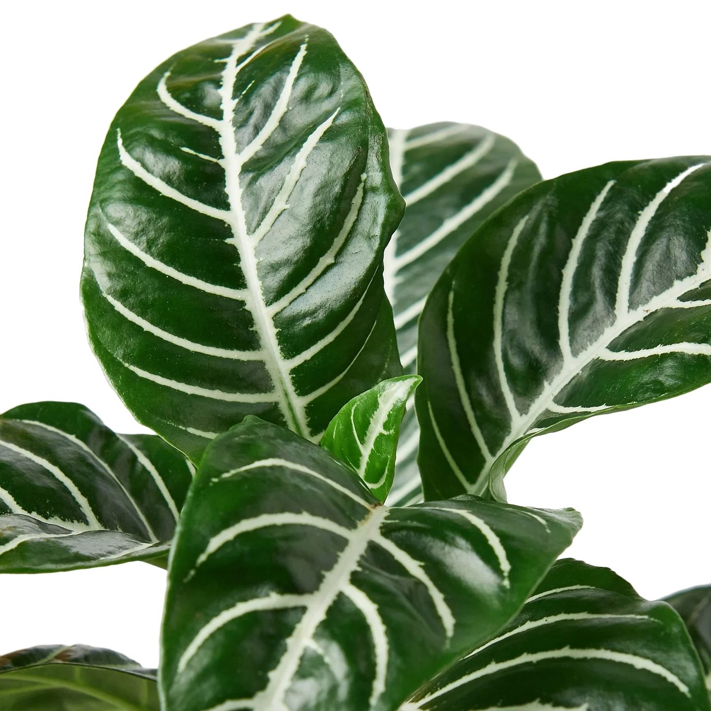 Zebra Plant