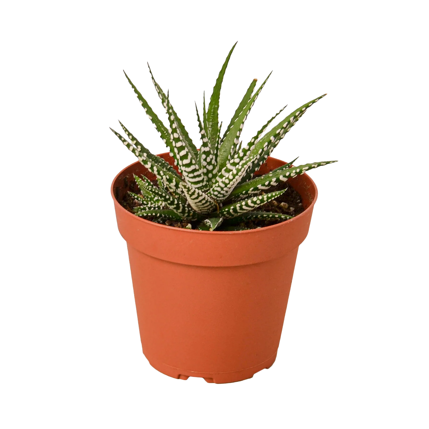 Zebra Succulent