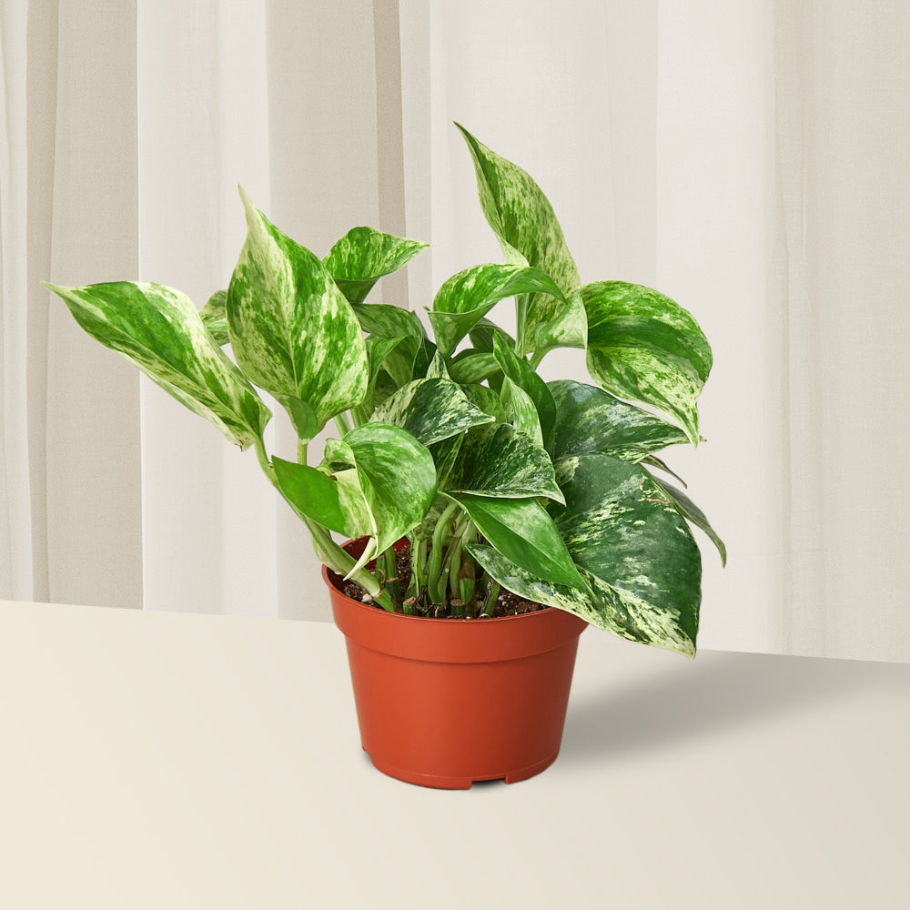7 Reasons to Own a Pothos Plant