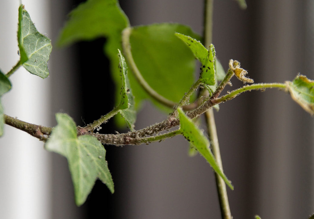 Do Houseplant Guests Wander or Stay Put? Exploring Plant Pests