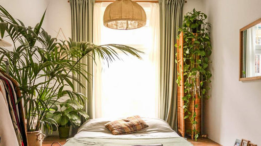 How Many Air Purifying Plants Do You Really Need in Your Room