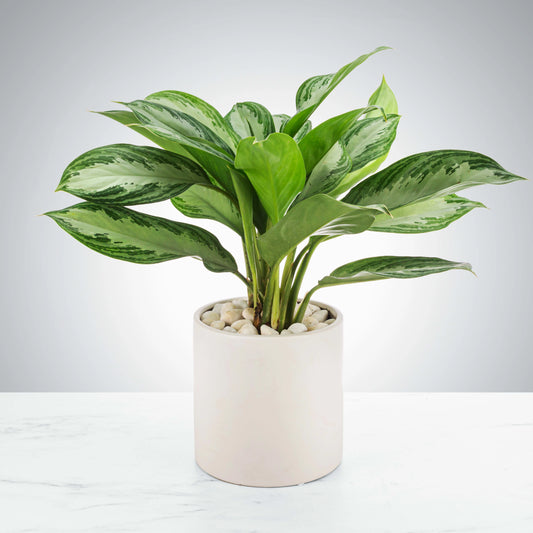 Which Indoor Houseplants are least likely to die?