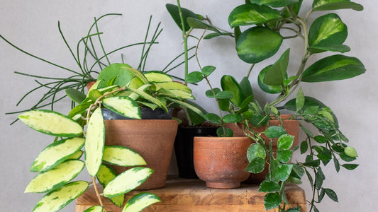 Bringing Nature Indoors: The Beauty And Joy Of Owning A Hoya Plant
