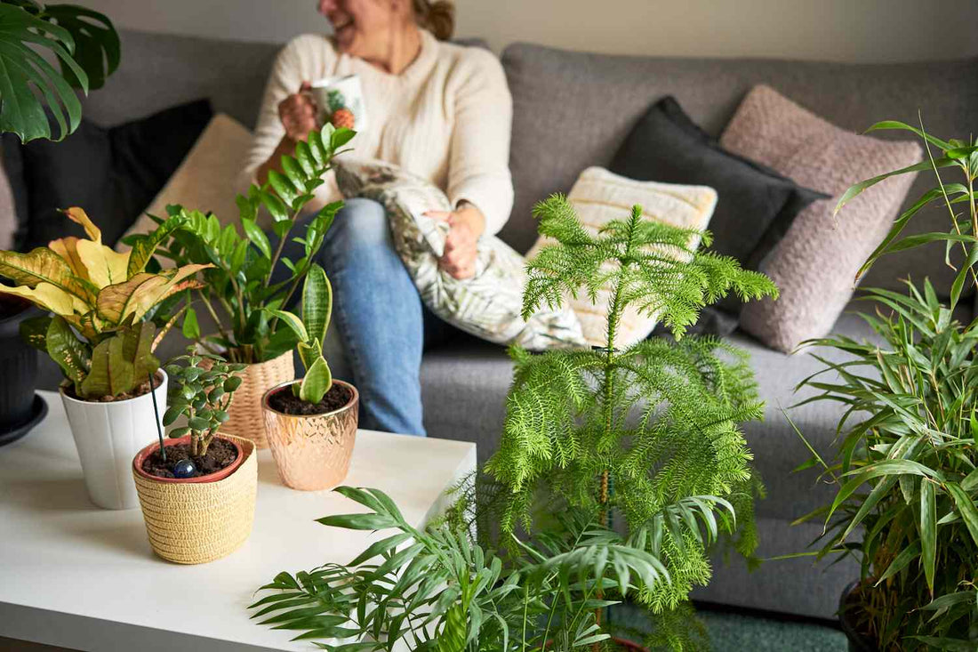 How to Choose the Right Indoor House Plant for Your Home
