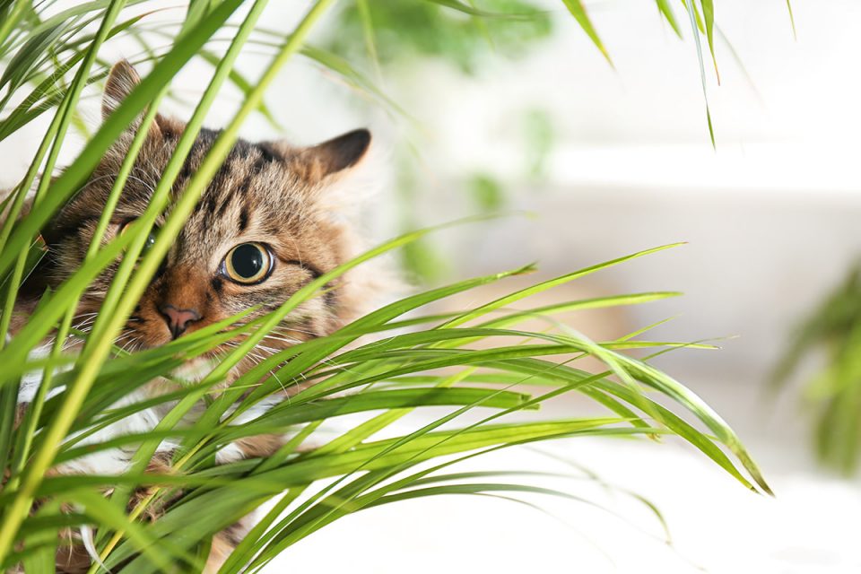 Hewma Tips: How to Chose a Pet Friendly Plant