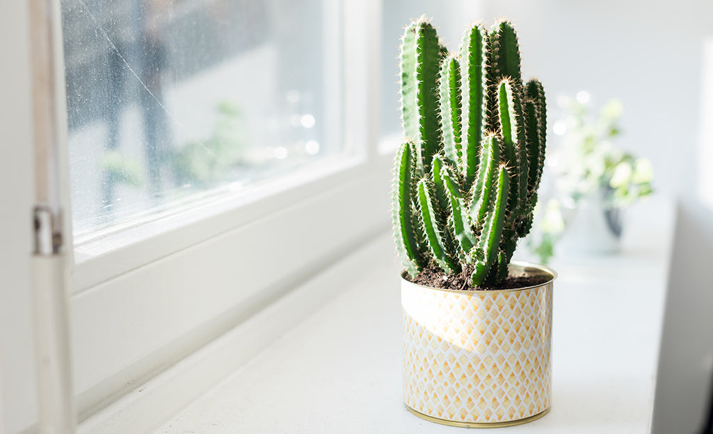 How Do You Plant a Cactus in a Pot?