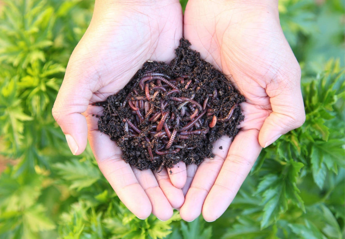 Earthworms: Nature's Helpers or Foe?