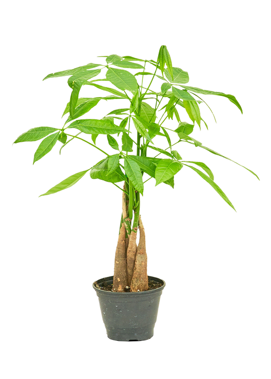 Braided Money Tree