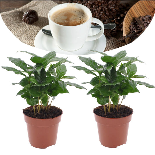Coffea Arabica (small)