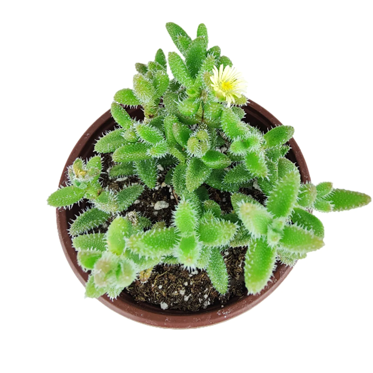 Pickle Plant (Small)