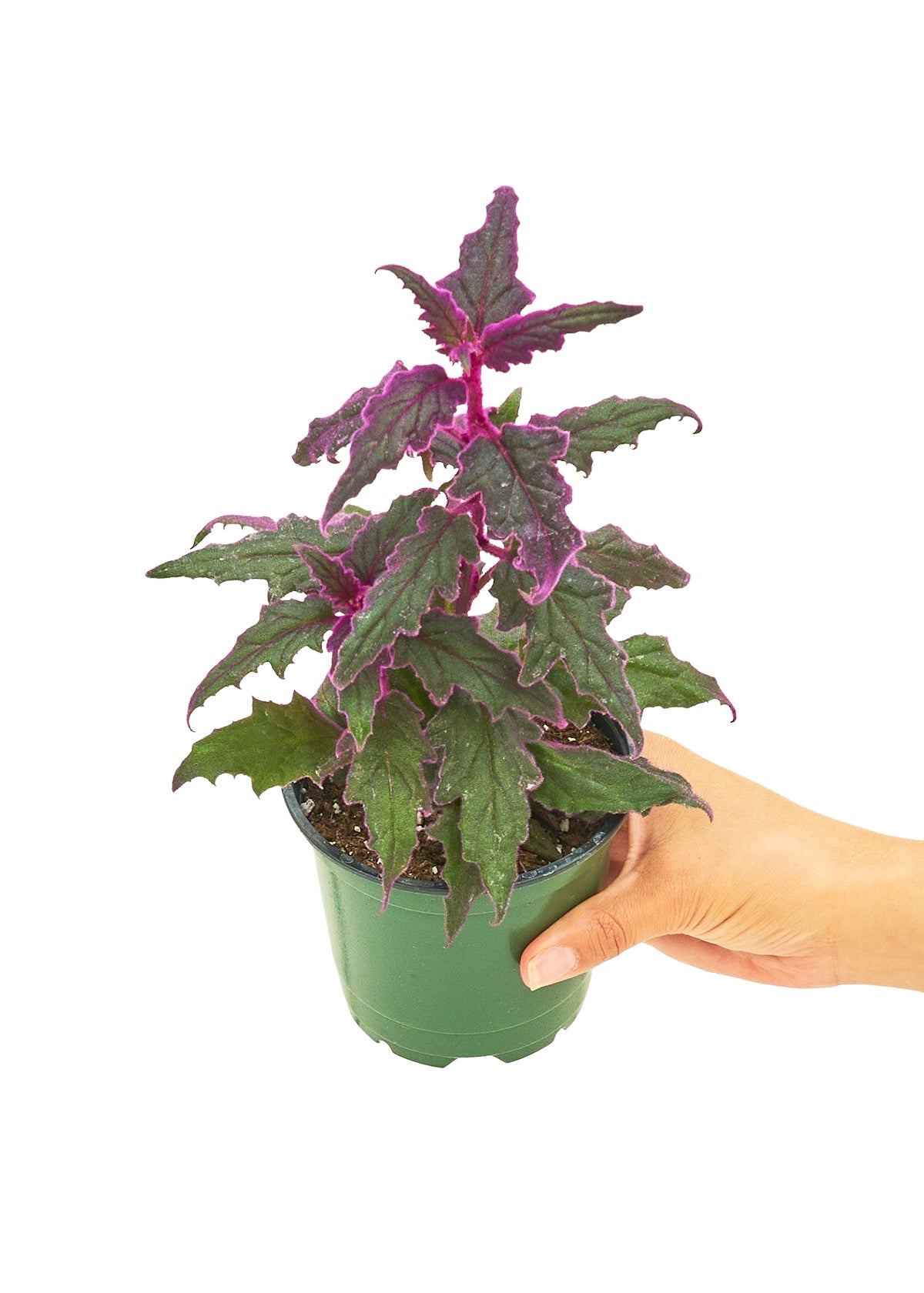 Purple Passion Plant (Small)